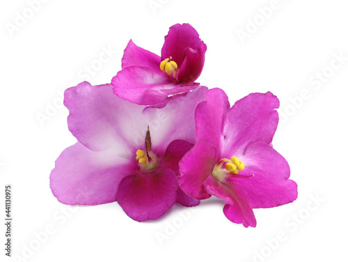 Pink violet flowers isolated on white. Delicate house plant
