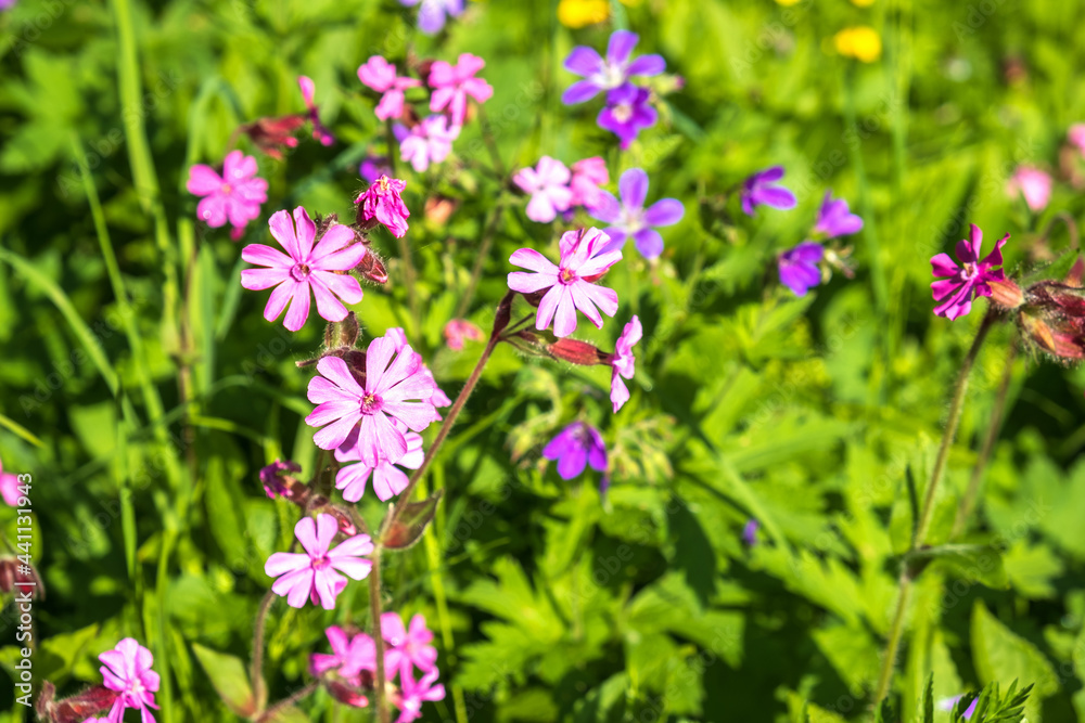 Red campion flowers blooming in the summer Red campion flowers blooming in the summer