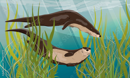 Two river otters swim in the water between long green algae. Eurasian otter Lutra lutra, The Eurasian river otter. Wild semiaquatic mammal of Eurasia. Realistic vector animal