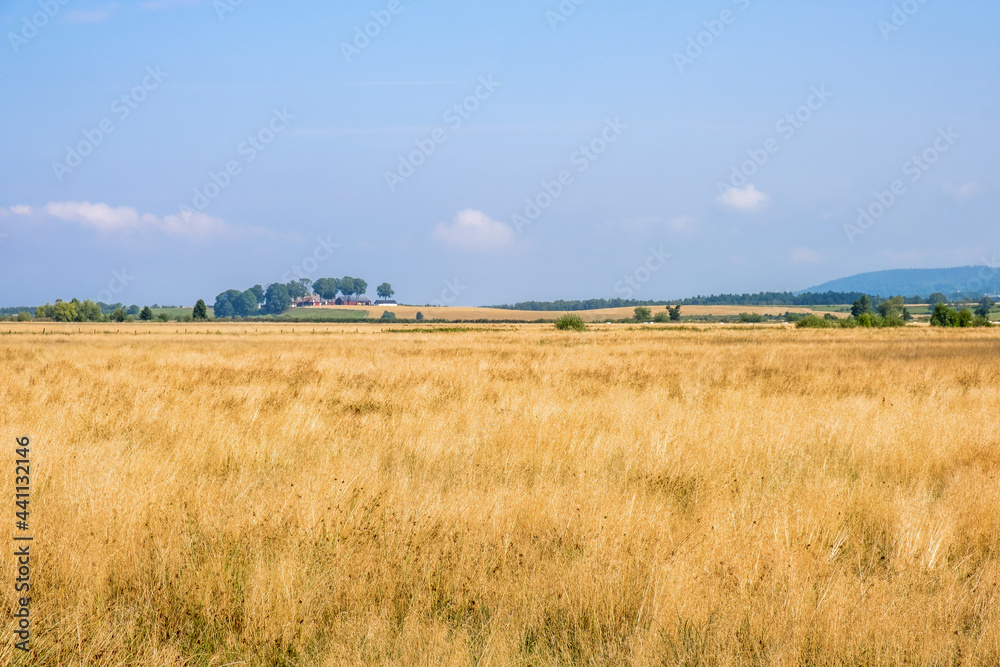 Plain with dry tall grass on a moor