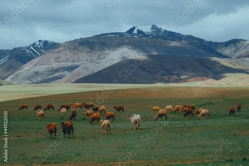 camels on the background of the mountains altai republic © Александр Хромов