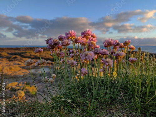 Flowers on the coast of the Isle of Arran, Scotland