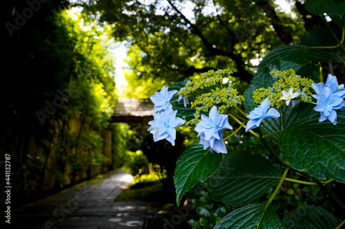 Oubai-in Temple in Kyoto. photo