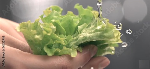 lettuce in the water