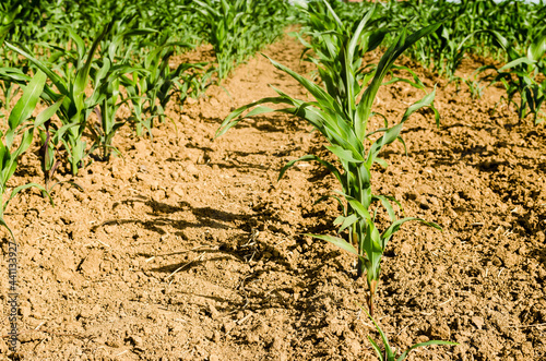 Corn field with young stems, Novi Sad, Serbia