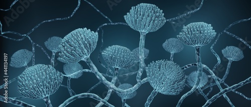 Mold close-up, Microscopic Aspergillus fungi 3d illustration photo
