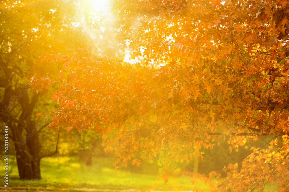 Autumn tree in the rays of the setting sun. A sunny park in magnificent autumn colors, a majestic oak with red leaves in the foreground. Autumn tree in the rays of the setting sun. A sunny park in magnificent autumn colors, a majestic oak with red leaves in the foreground.