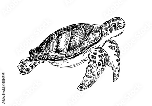 Hand drawn illustration of turtle. Black and white sketch