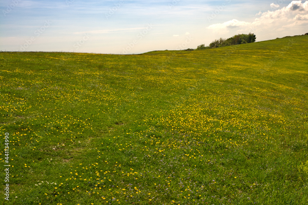 Obraz premium Wildflowers and grass on South Downs, Sussex, England