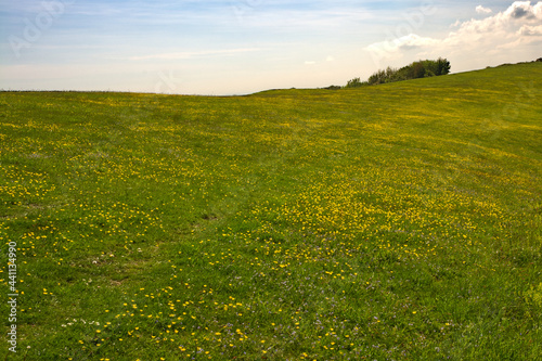 Wildflowers and grass on South Downs, Sussex, England