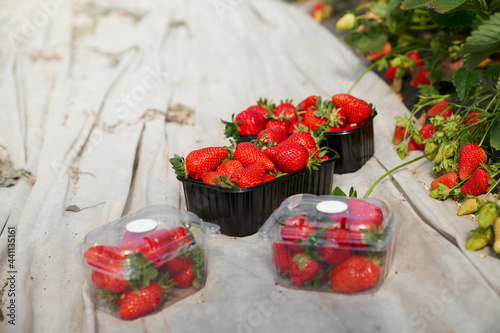 Containers of different shape and size filled with fresh ripe strawberries. Black boxes with organic berries arranged at greenhouse. Harvest concept. 