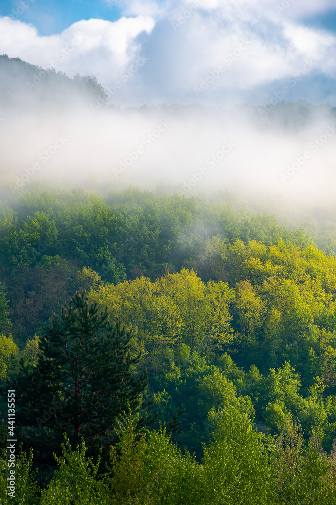 forest in the morning mist. beautiful nature scenery in summer season. green nature background in dramatic weather