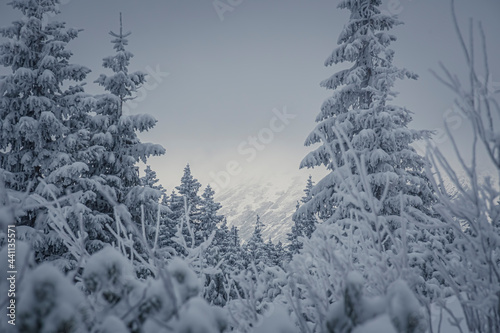 Fototapeta Naklejka Na Ścianę i Meble -  Mountain forest in winter, Tatras National Park, Poland. Branches of trees and bushes covered with fresh cold snow. Selective focus on the plants, blurred background.