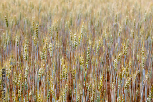 Cereal field with ears of rye. Secale cereale.