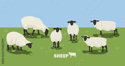 sheep in the ranch (Suffolk) photo