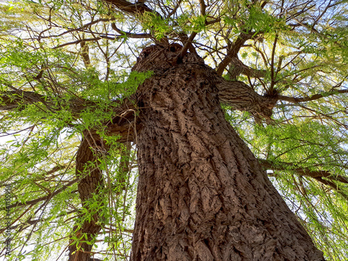 Low angle shot of a black willow tree in a field under the sunlight