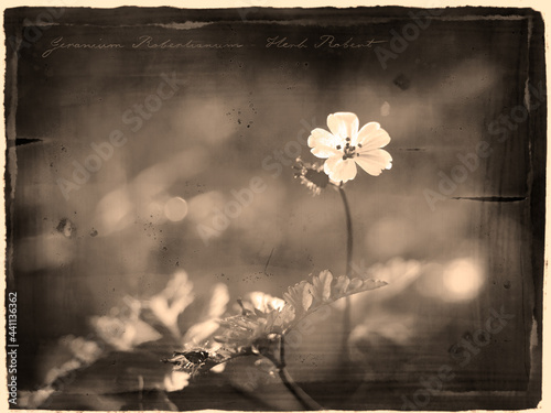 Tiny Herb-Robert Geranium robertianum flower in antique old photograph style with hand written field notes scratched into the surface