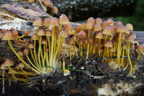 Inedible mushroom Mycena renati in the mixed forest. Known as beautiful bonnet. Wild yellow mushrooms growing on the wood. photo