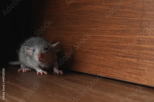 Small grey rat near wooden wall on floor. Space for text