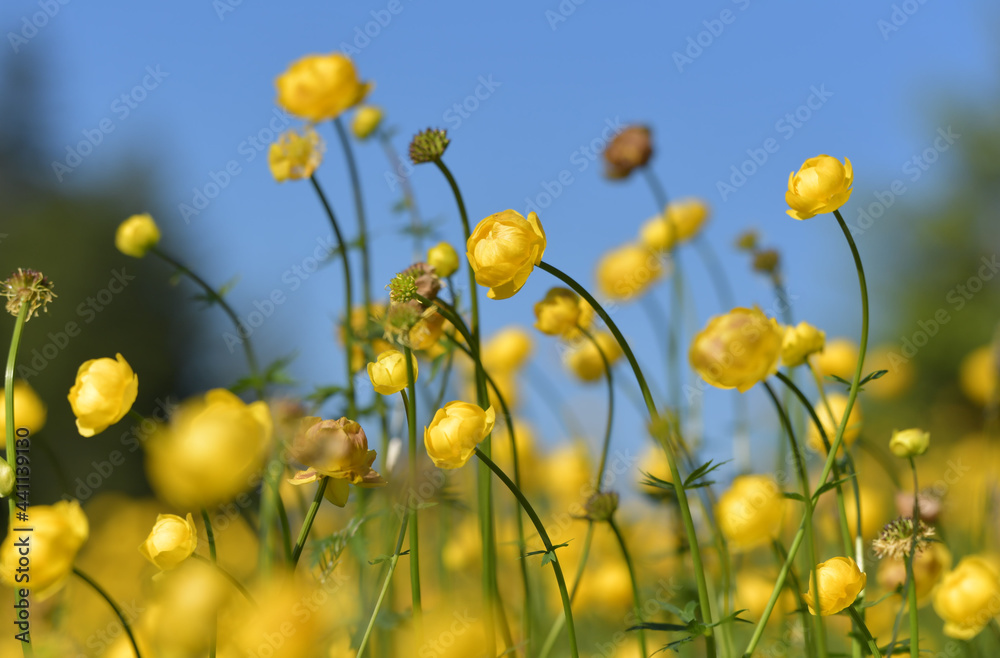 Obraz premium Trollblume