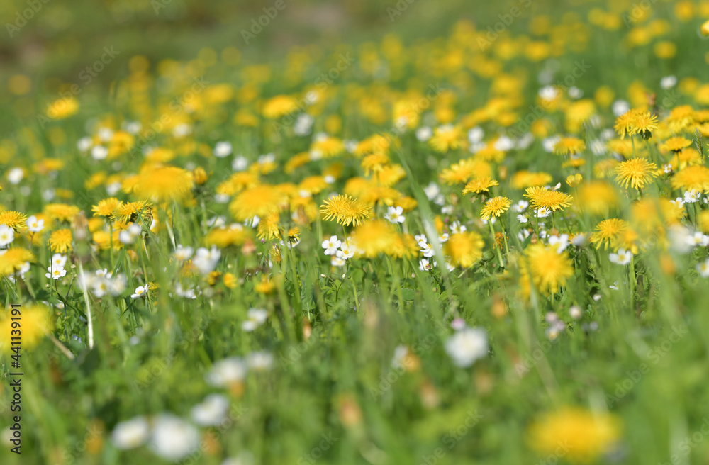 Obraz premium Blumenwiese