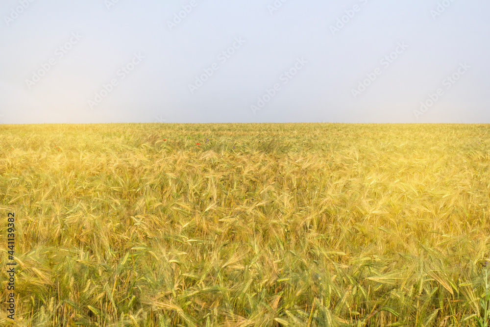 Wheat field in an early morning summer day