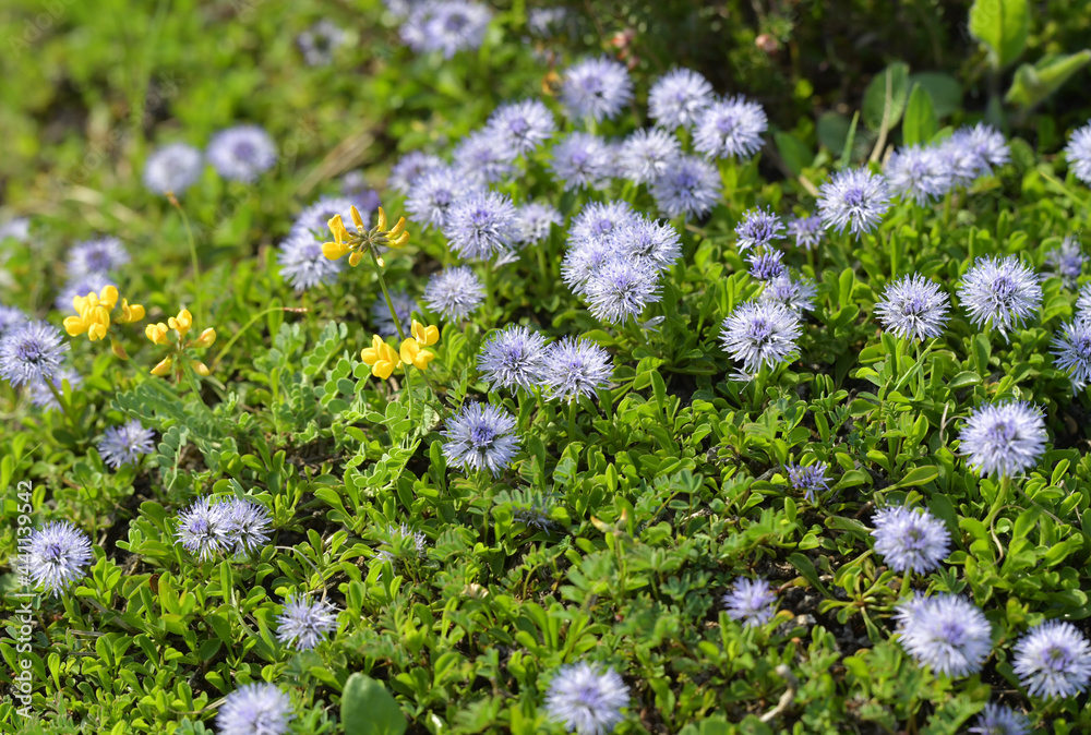 Schaft-Kugelblume am Berg Schaft-Kugelblume am Berg