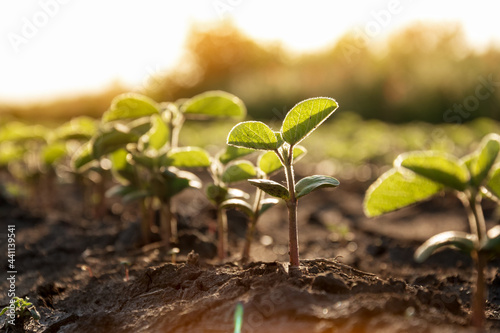 Delicate sprouts of soybeans grow in a row are drawn to the sun. Agricultural crops in the open field. Selective focus.