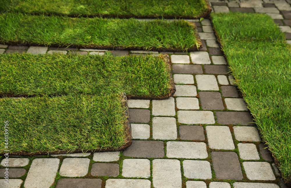 Unrolled grass sods on pavement in backyard Unrolled grass sods on pavement in backyard