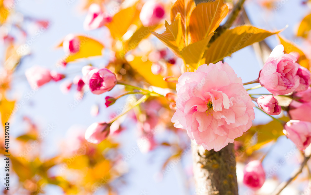 Blossoming Japanese sakura flowers, pink buds of Japanese cherry blossoms, Kyoto, Kiev