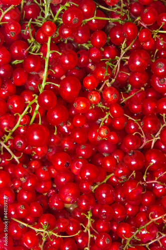 Red currant background. Lots of ripe red currants. Delicious berry.