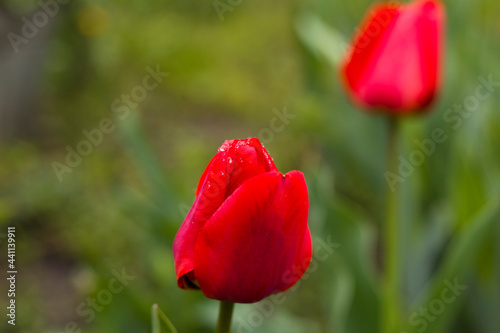 Dew drops on the buds of red tulips, home garden with flowers, country house