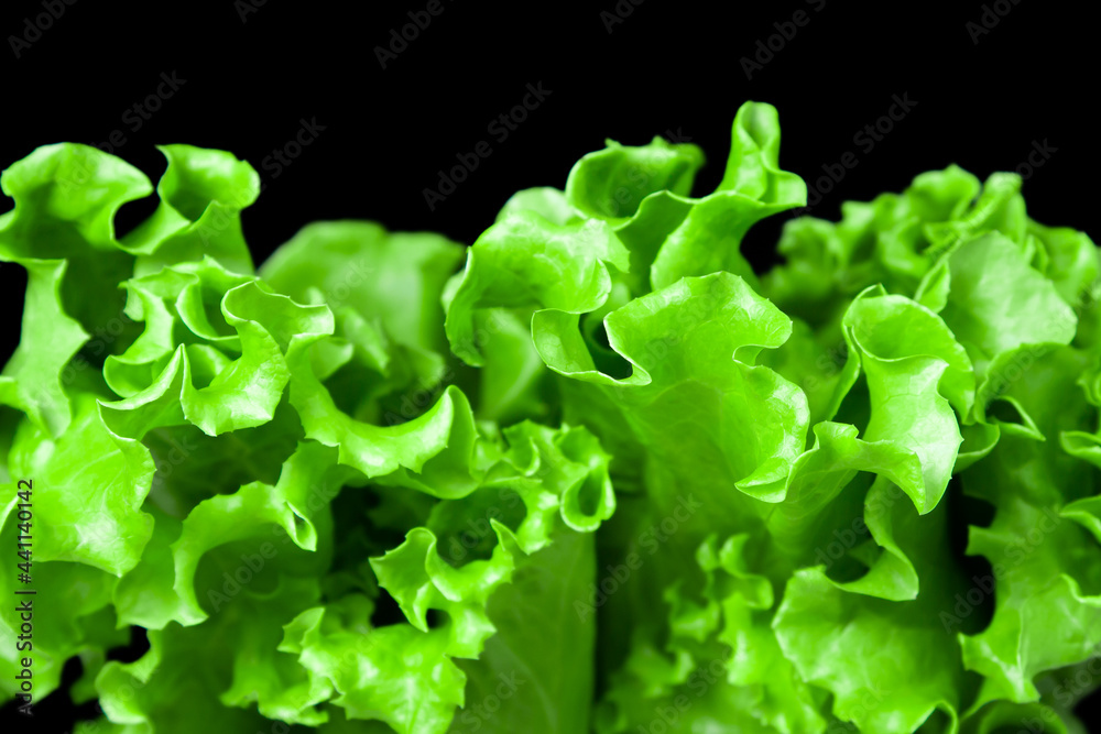 Lush green lettuce leaves on a black background. Vegetarian food Lush green lettuce leaves on a black background. Vegetarian food