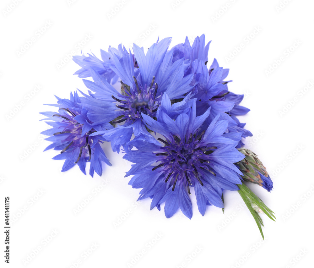 Beautiful light blue cornflowers isolated on white, top view