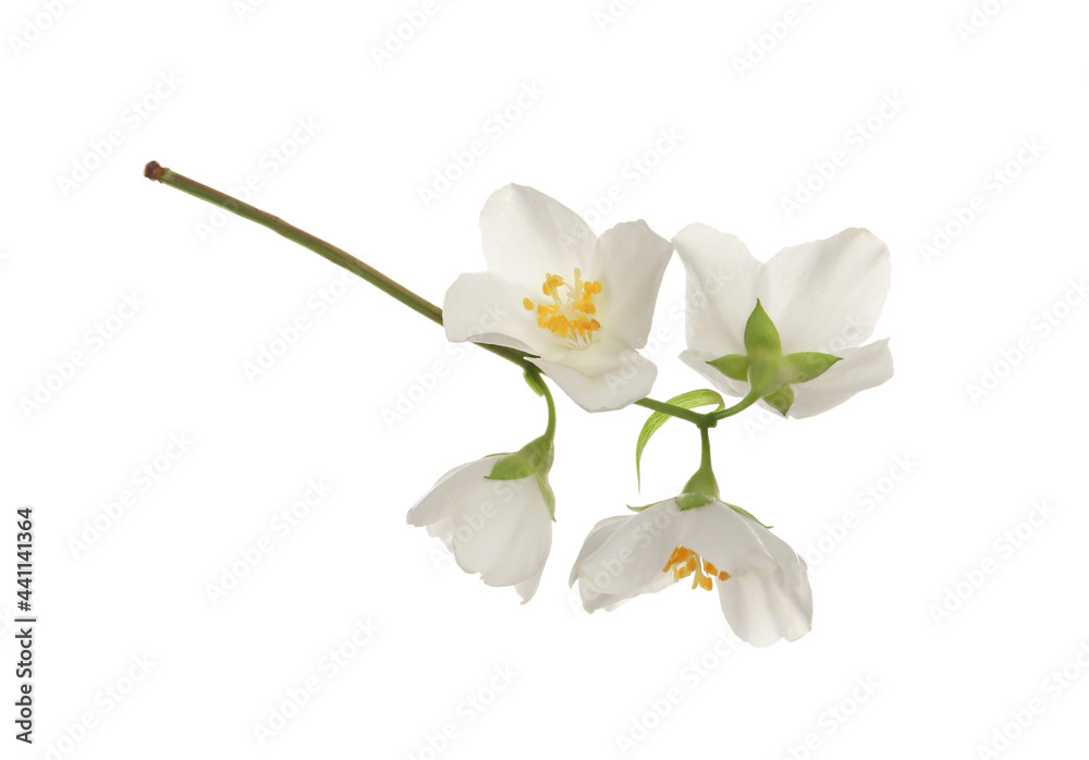 Fototapeta premium Beautiful flowers of jasmine plant isolated on white