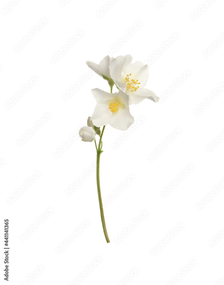 Obraz premium Beautiful flowers of jasmine plant isolated on white