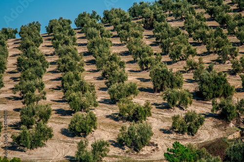 Olive groves in Cazorla, Andalucia, Spain