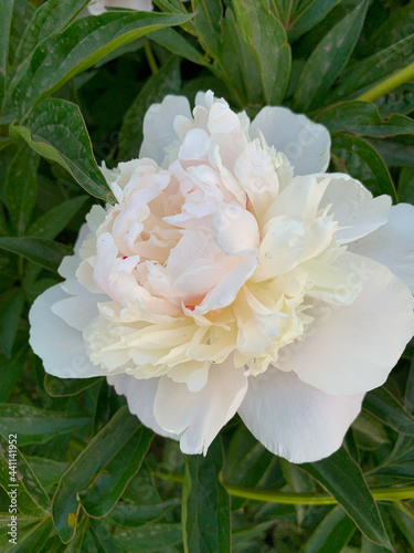 Very tender white peony, natural background