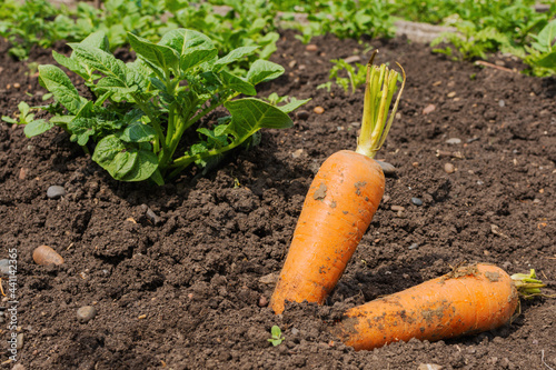 There is a large unwashed carrot on the soil in the garden. The concept of picking vegetables in the garden in summer and autumn