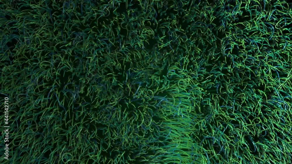 Grass or fluff texture background. Waving sterns or hairs top view. Flatten by invisible hand to add any object Grass or fluff texture background. Waving sterns or hairs top view. Flatten by invisible hand to add any object
