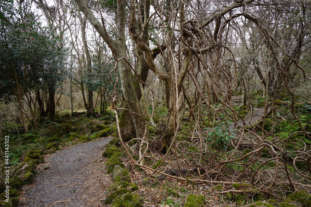 a dreary autumn forest with vines and bare trees a dreary autumn forest with vines and bare trees