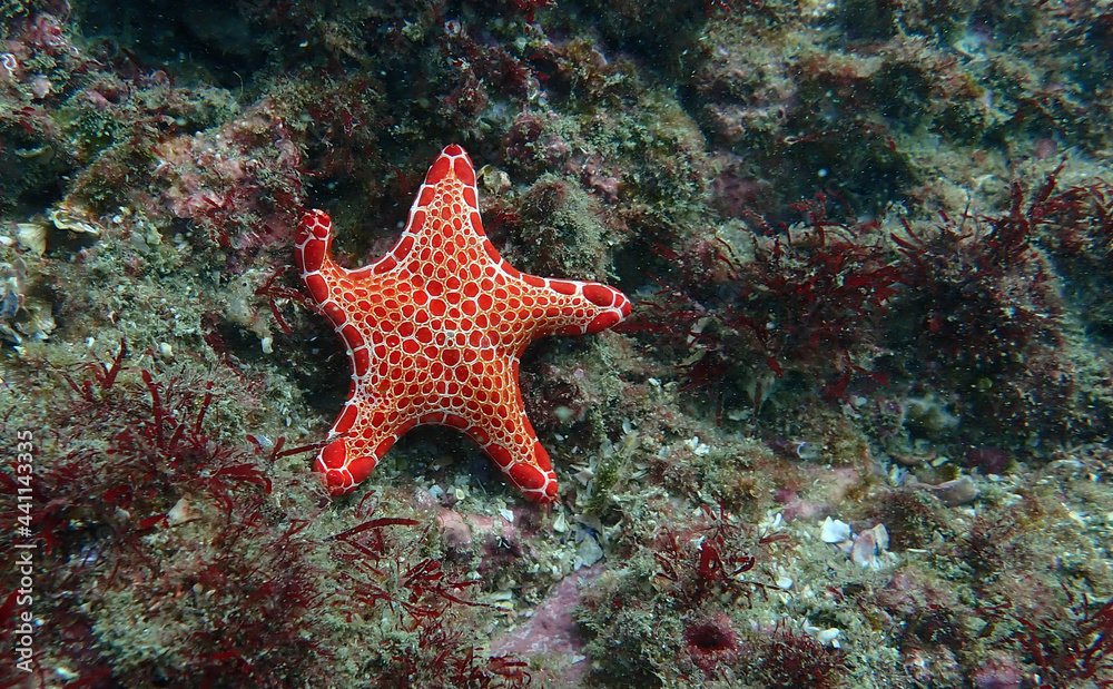 starfish on a reef starfish on a reef