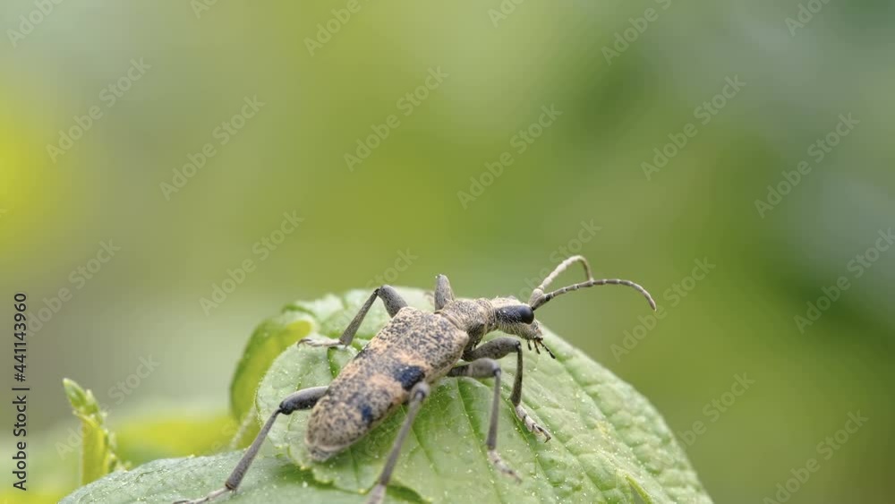 The black-spotted longhorn beetle on the leaf of the plant in the garden in Estonia The black-spotted longhorn beetle on the leaf of the plant in the garden in Estonia