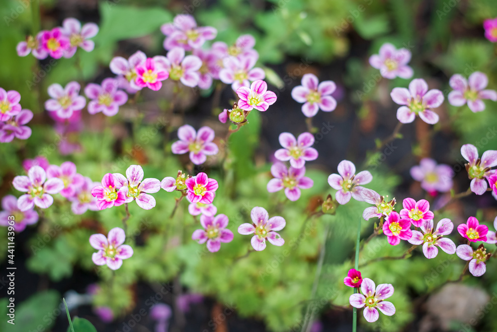 flowers in the garden, flower, flowers, pink, garden, nature, purple, plant, spring, green, summer, blossom, bloom, flora, red, blooming, floral, field, beauty, violet, macro, beautiful, outdoors, gra flowers in the garden, flower, flowers, pink, garden, nature, purple, plant, spring, green, summer, blossom, bloom, flora, red, blooming, floral, field, beauty, violet, macro, beautiful, outdoors, gra