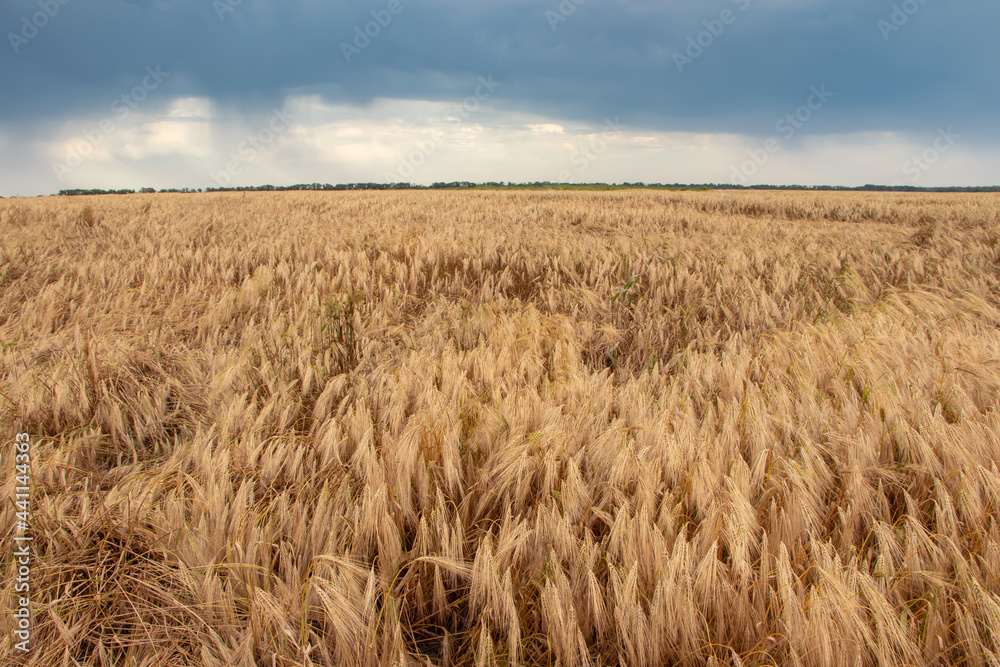 Wheat field. Ears of golden wheat. Background of ripening ears. Ripe cereal crop. close up.