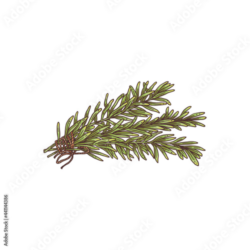Fresh rosemary sprigs colored engraving style vector illustration isolated.