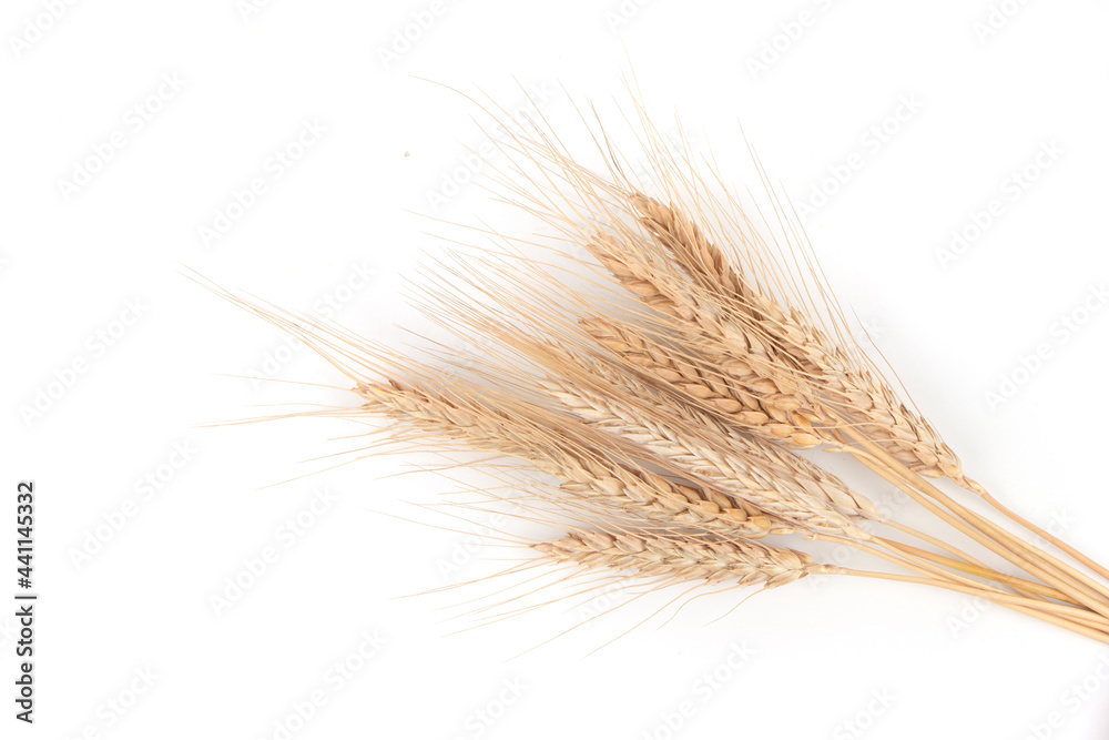 spikelets of wheat on a white background spikelets of wheat on a white background