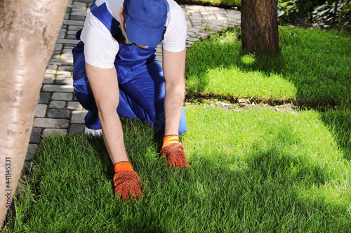 Gardener in uniform laying grass sod on backyard