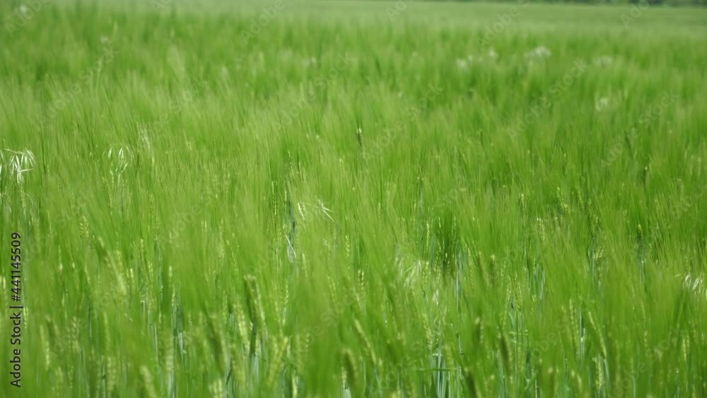 Cheery spikelets of field grass whispering under bursts of wind on a sunny day Cheery spikelets of field grass whispering under bursts of wind on a sunny day