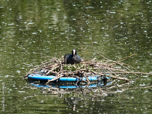 A coot sits on its nest (a jumble of twigs and leaves) in the midst of seed-strewn water. The bird glares challengingly to camera -  this is its space. photo